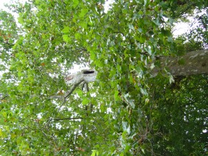 Platanus occidentalis Platanus occidentalis